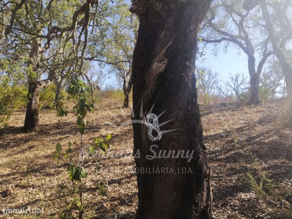 Terreno Rústico - Melides - Vista Mar - Grande imagem: 4/25