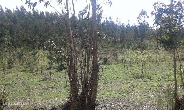 Terreno com 5000m2 em Ribeira do Fárrio, Camarões, Concelho de Ouré-5