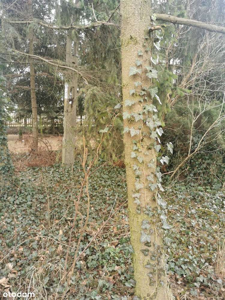 Urokliwy Dom z Potencjałem na Dużej Działce - Pełny obrazek: 4/12