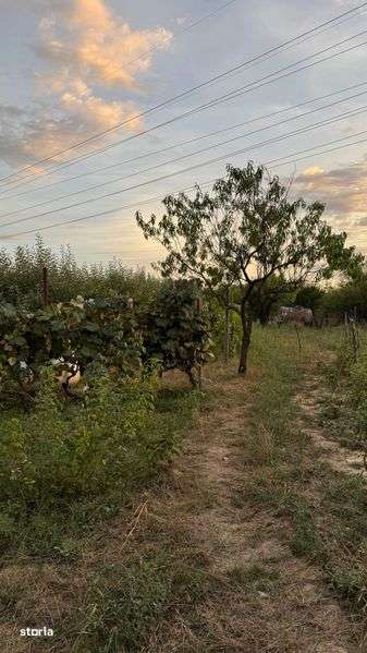 Vand teren intravilan 2500m2 Iezureni, str. Paltinului nr. 13 - Imagine principală: 5/8