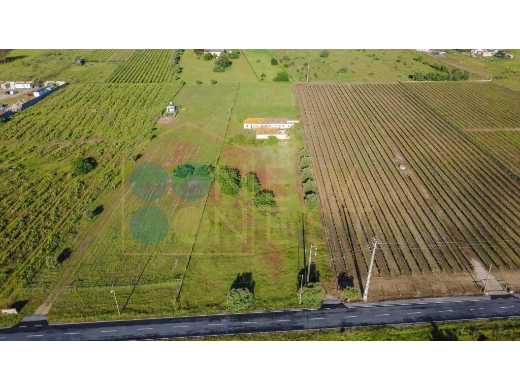 Quintinha com 6.688m ² e ruína para reconstrução | Arraiados, Pinha...-5