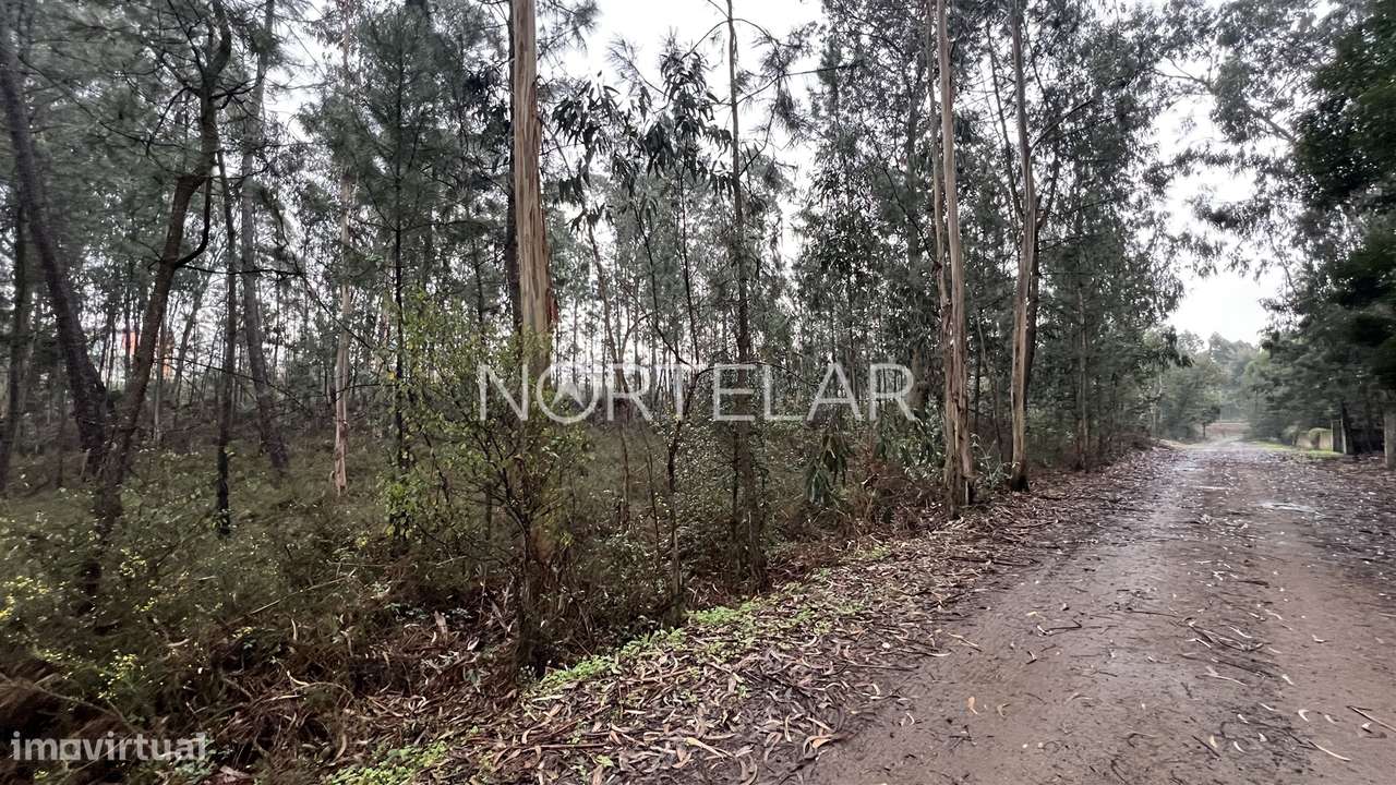 Terreno Rústico com 4.200 m² – Covelas, Trofa-5