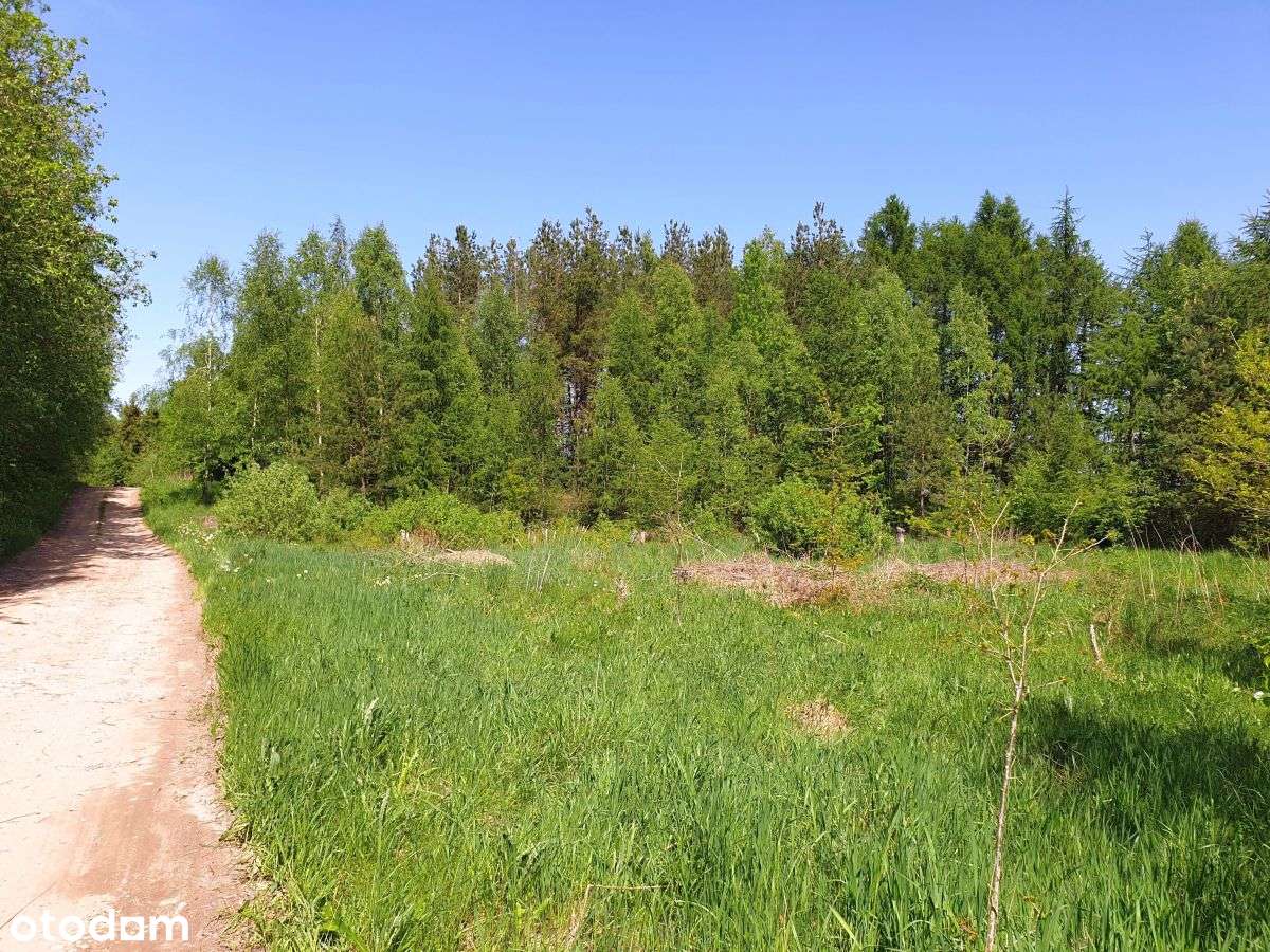 Działka z lasem i stawem Przyjaźń - Pełny obrazek: 4/6