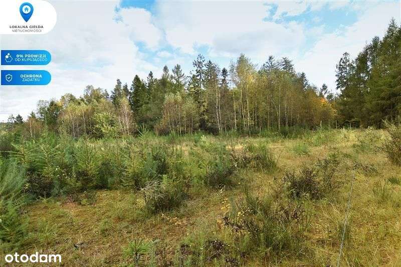 Otoczeniu lasu, Jezioro Gowidlińskie 500m-4