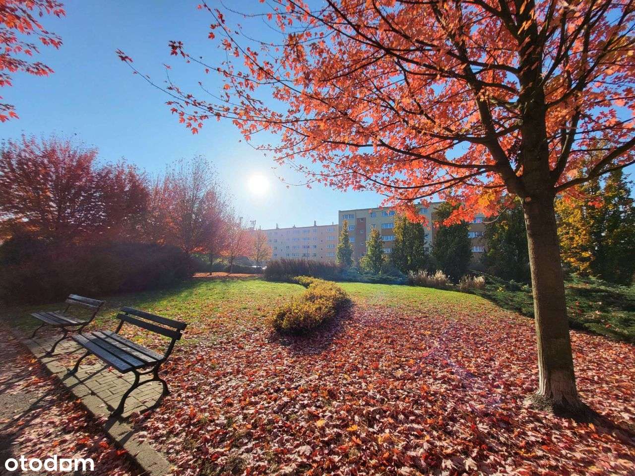 Wolne od zaraz, do remontu, z widokiem na park!-0