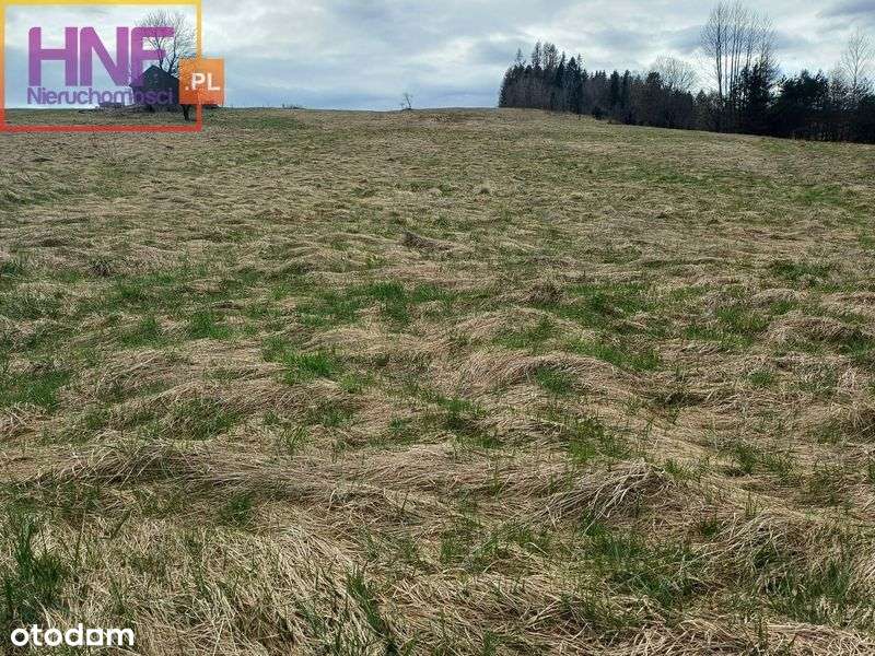 Działka 30ar w miejscowości Muszynka - Pełny obrazek: 4/13