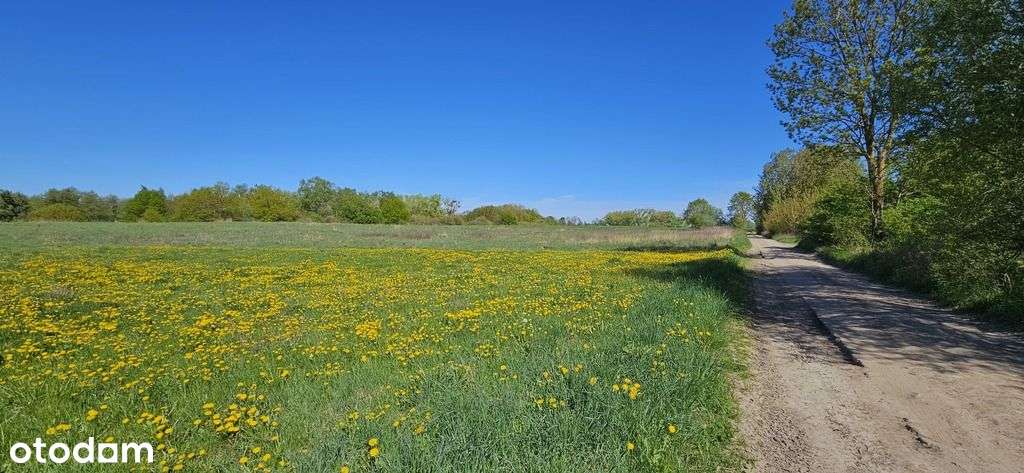 Działka z potencjałem inwestycyjnym - Skolwin-2