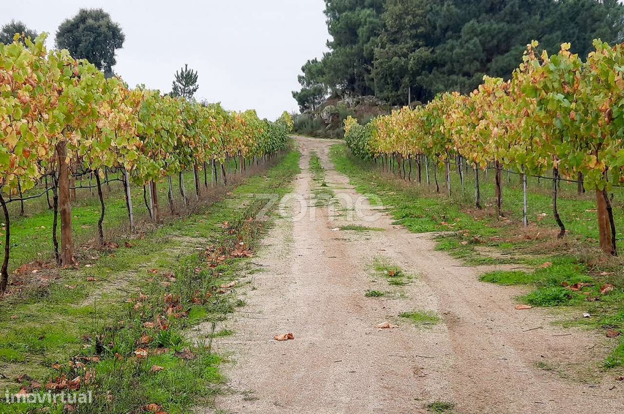 Quinta com produção vinícola em Baião, Portugal - Grande imagem: 4/9