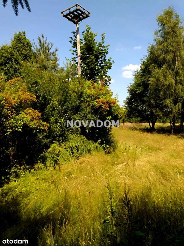 Piękna działka budowlana z prywatnym lasem - Pełny obrazek: 5/6