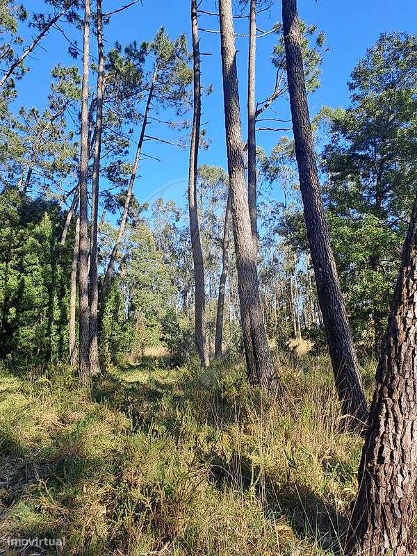 Terreno  para venda - Grande imagem: 3/3