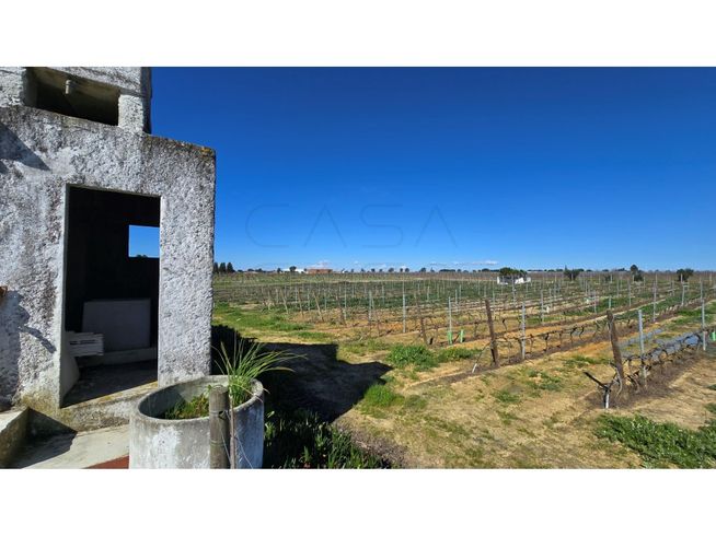 Herdade de 28.000m2 com vinha moscatel e habitações-9