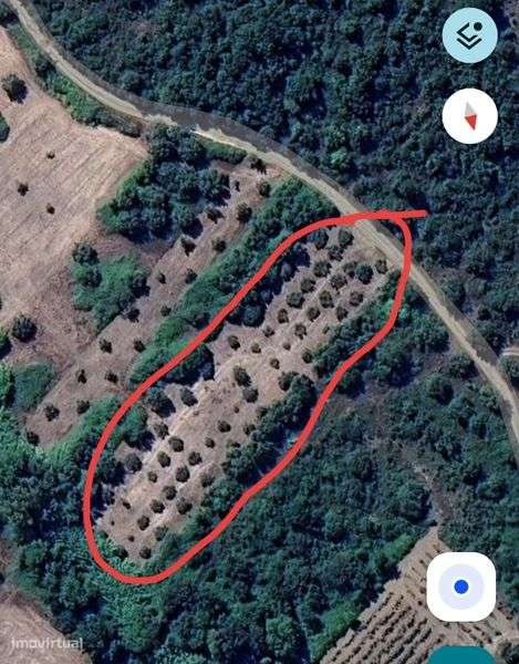 Terreno rústico com 3.000 M2, 50 oliveiras de boa qualidade - Grande imagem: 4/6