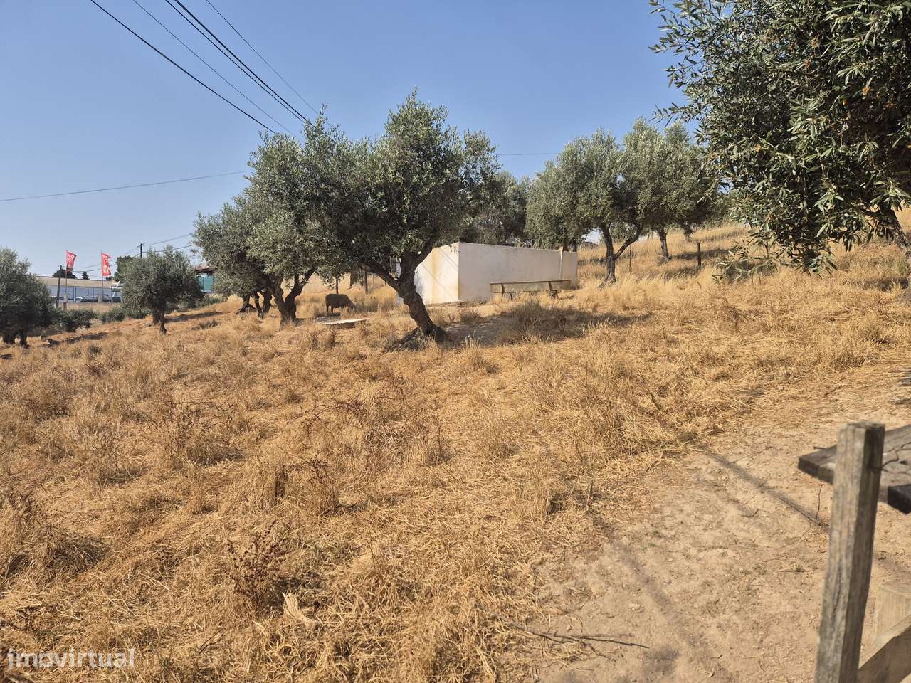 Quinta V5 com 15.000 m2 em Ourique-27