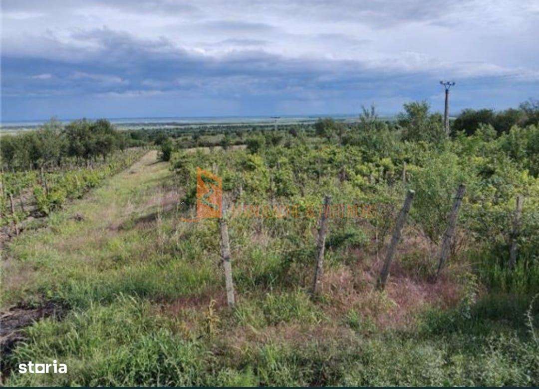 Teren intravilan zona Pietroasele - Imagine principală: 3/5