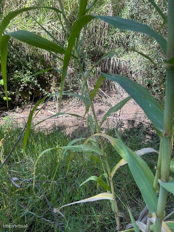 Terreno  para venda - Grande imagem: 2/18