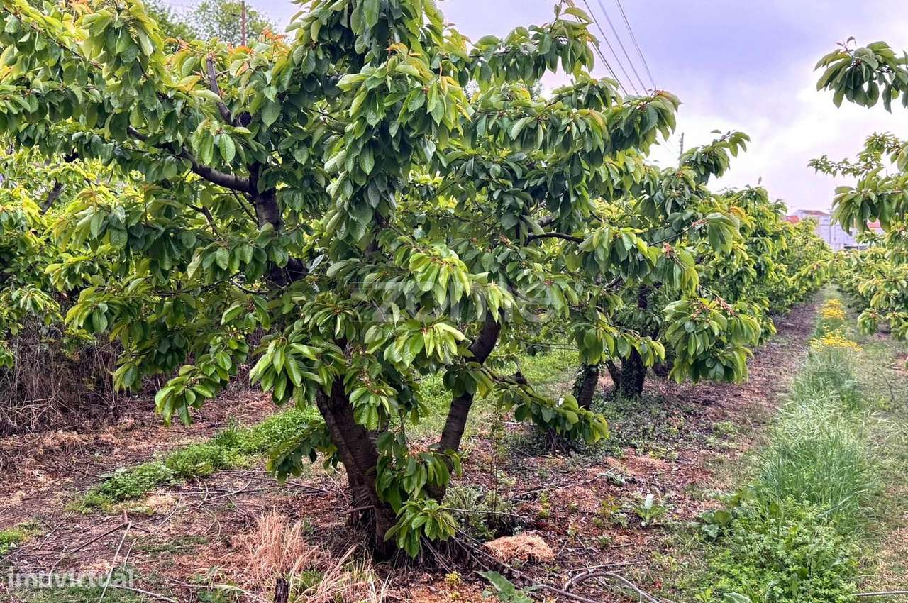 QUINTA no ALCAIDE – FUNDÃO-51