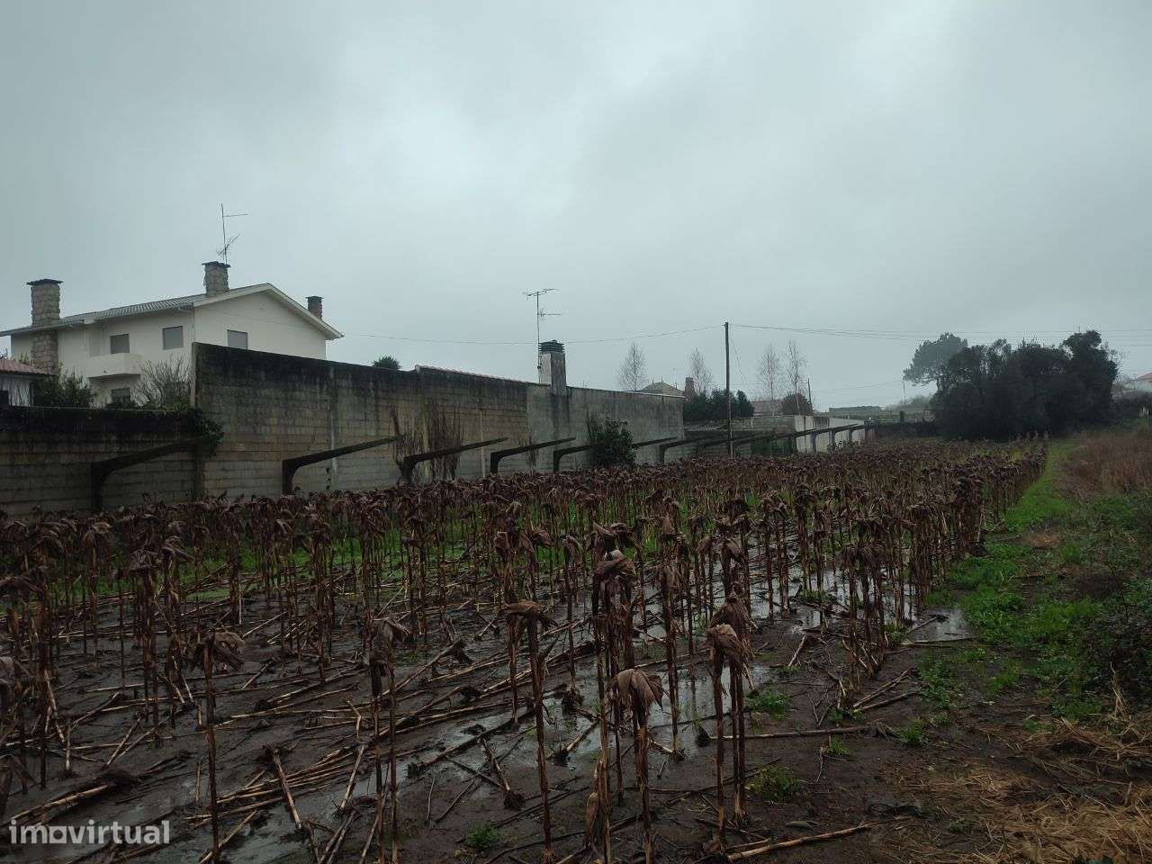 Terreno em zona de construção, Forjães - Grande imagem: 2/3