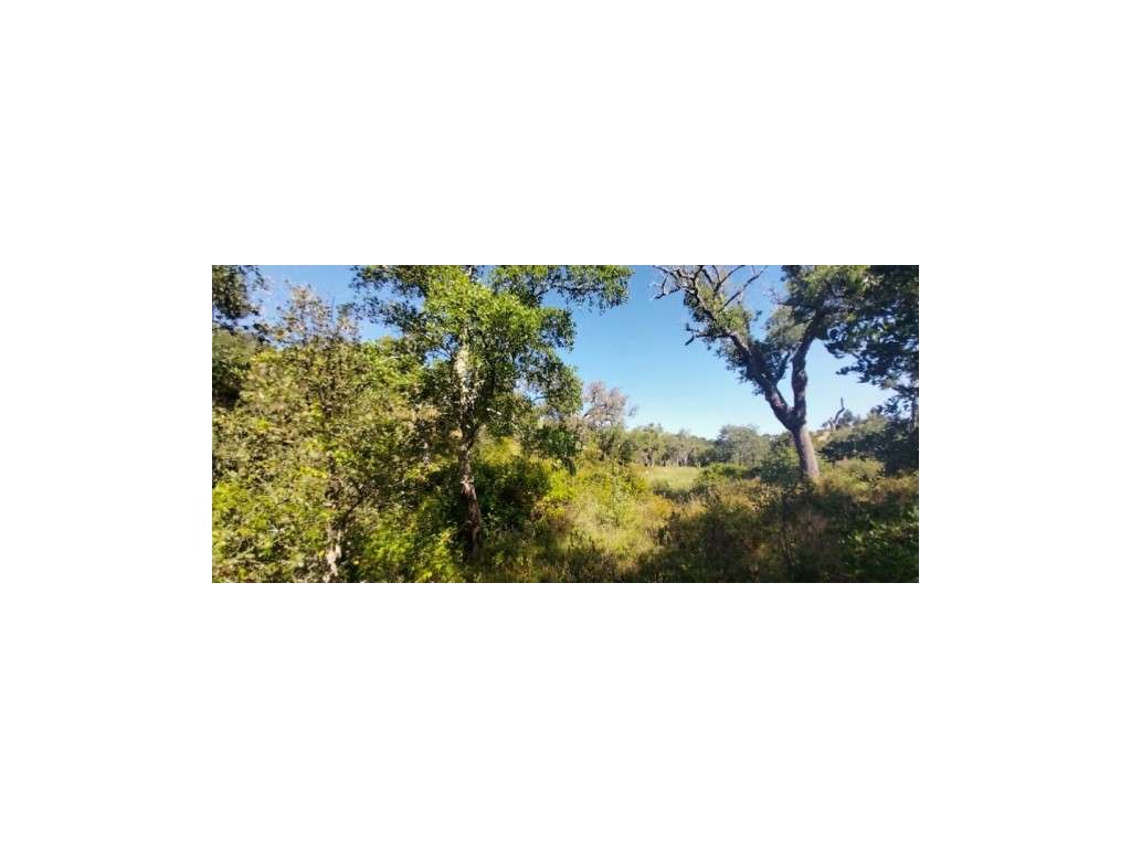 TERRENO RÚSTICO (7,725ha)-12