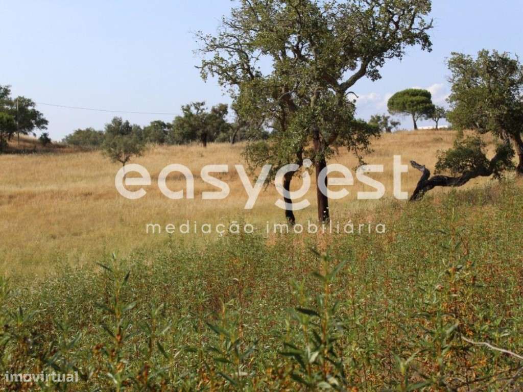 Terreno com Ruína - Melides - Grande imagem: 3/20