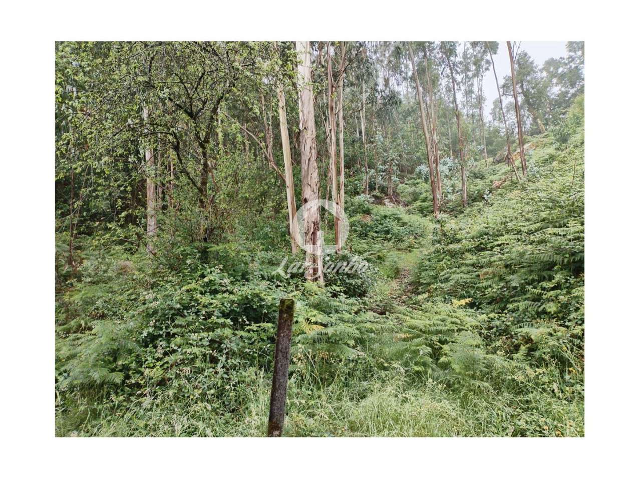 Terreno de 6140m² no Parque Natural do Gerês - Grande imagem: 5/5