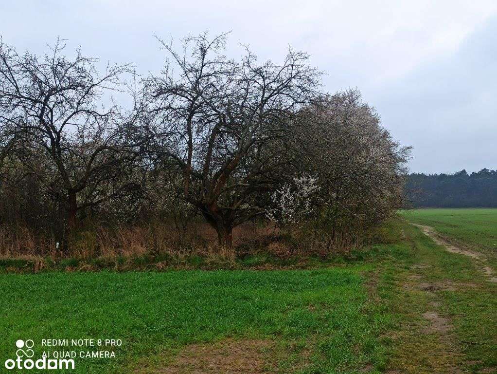 Działka Rolna 9900 M2-daszewice/mosina-4