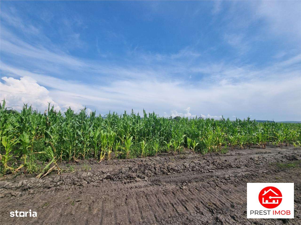 Parcele de vanzare de aprox 5 arii, 50 euro mp , Nazna, - Imagine principală: 4/6