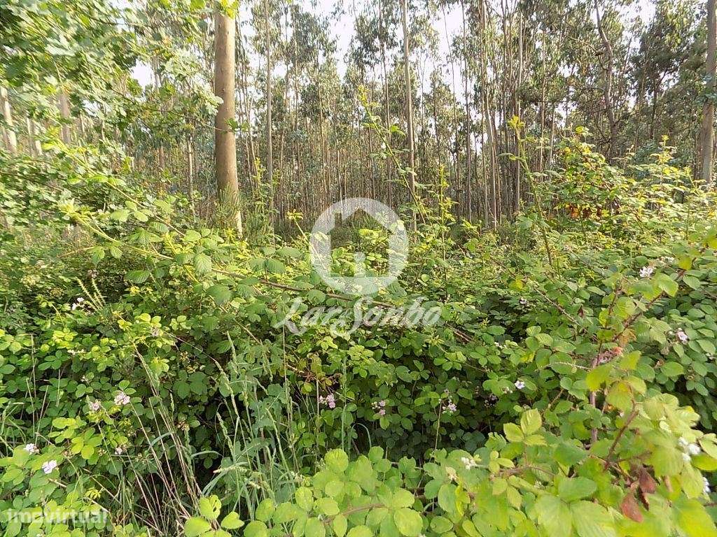 Terreno rústico, como novo, para venda, Póvoa de Varzim - Balazar - Grande imagem: 2/4