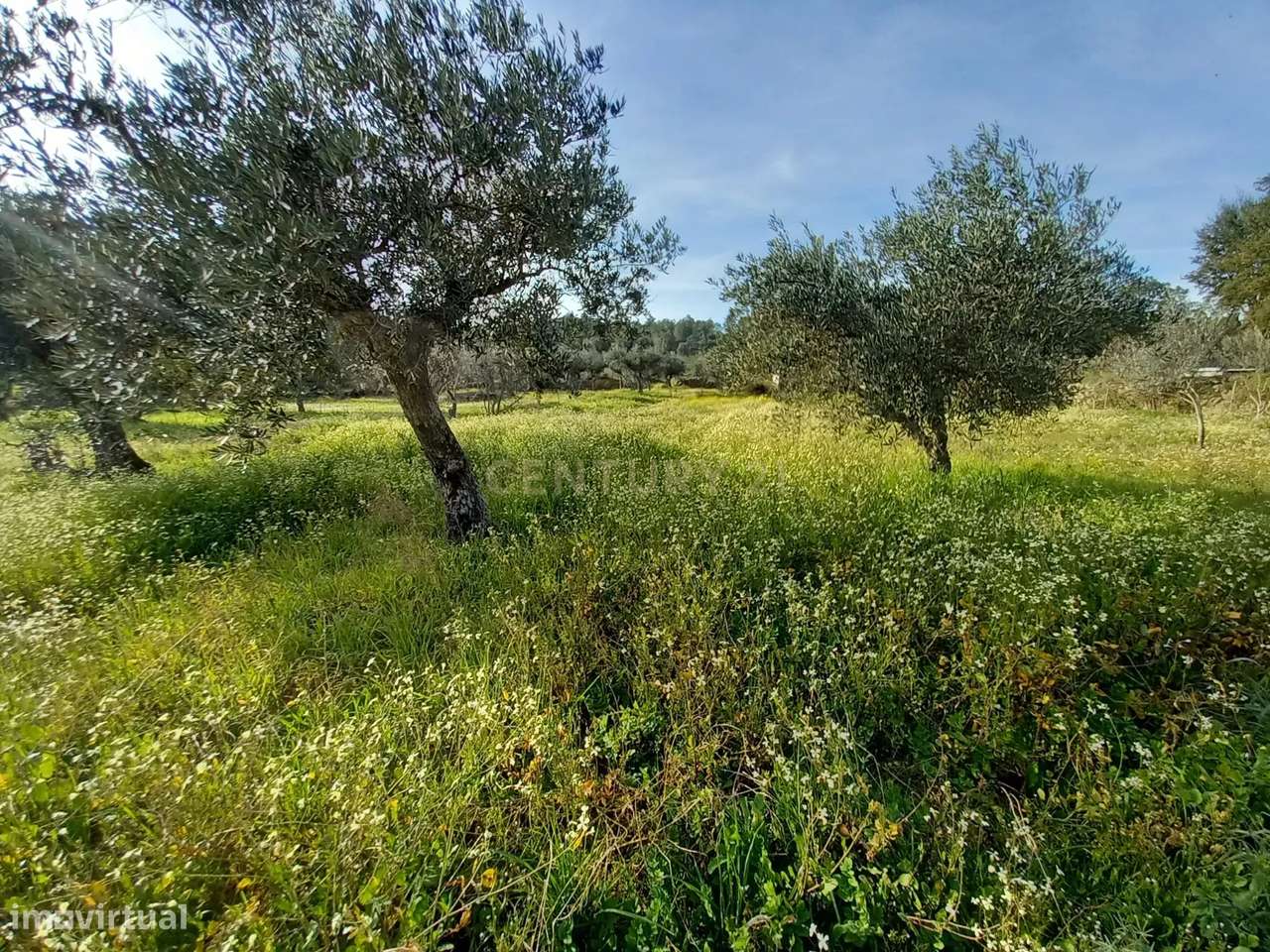 Terreno Rústico Póvoa de Rio de Moinhos, Castelo Branco - Grande imagem: 3/11