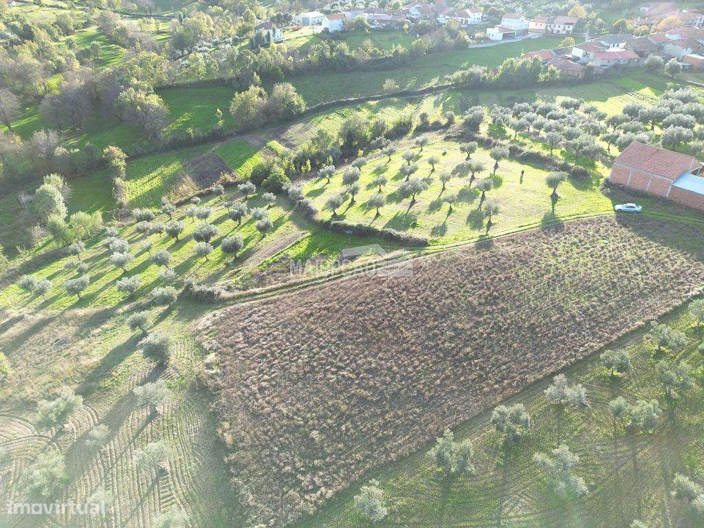 Terreno Agrícola em Grijó de Parada - Grande imagem: 3/10