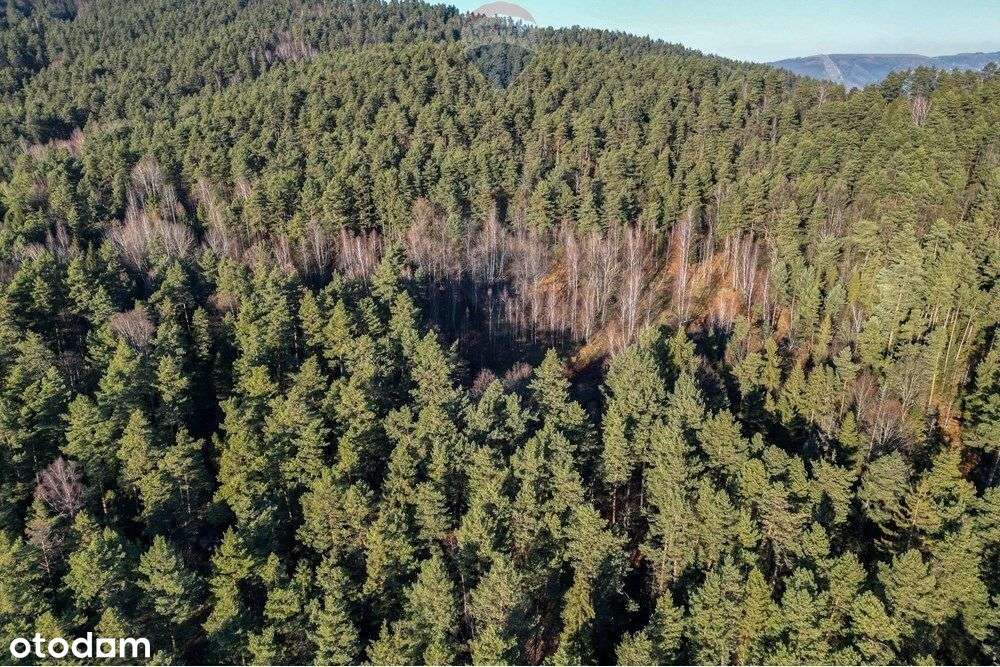 Działka Leśna - Gratka Dla Inwestora - Pełny obrazek: 5/12