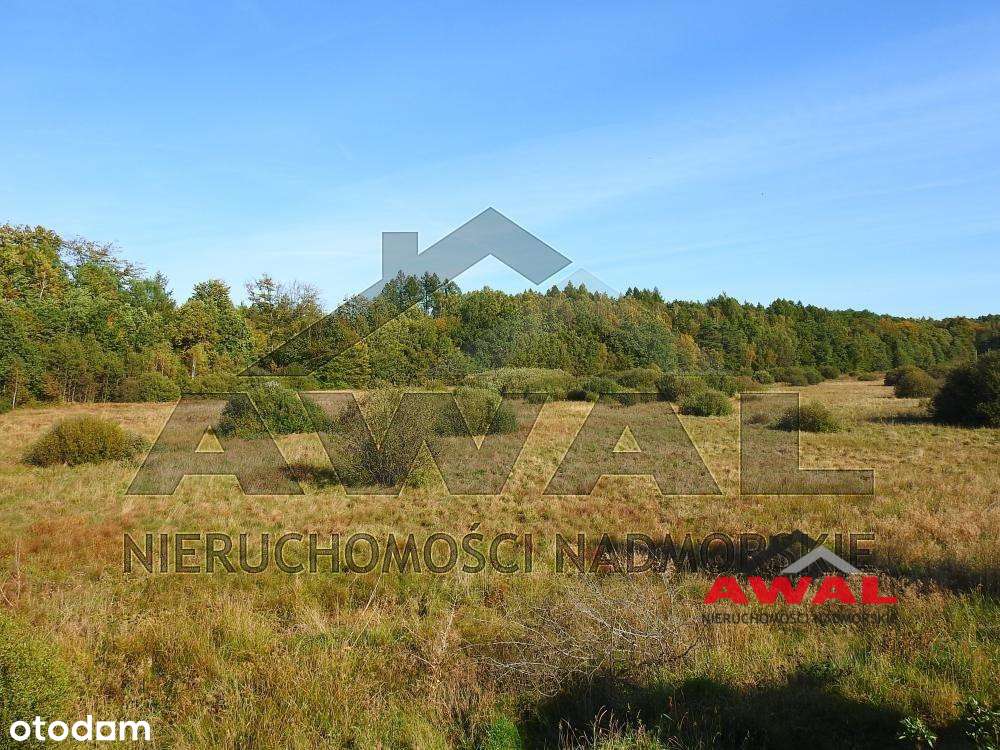 Duża działka rolna w Leśniewie blisko lasu-5