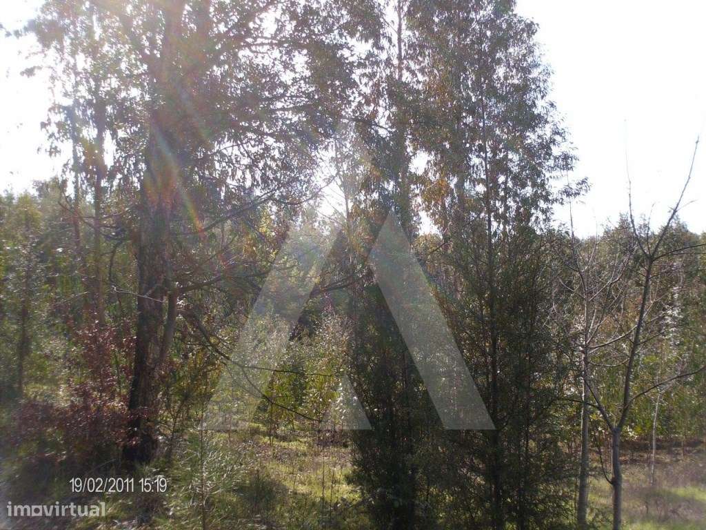 Terreno com 3500 m2 em Aguada de Cima, Águeda - Grande imagem: 4/7