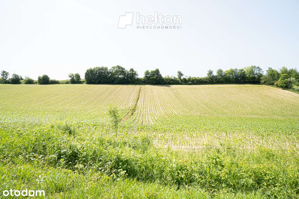 Dziaka -Siedlisko| Rola| Droga powiatowa - Pełny obrazek: 5/6
