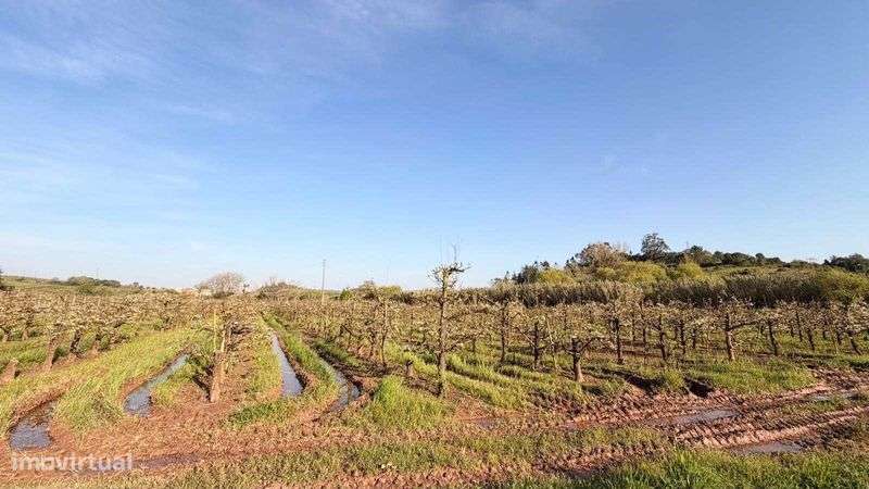 Terreno Rústico com potencial agrícola junto ao Cadaval - Grande imagem: 4/11