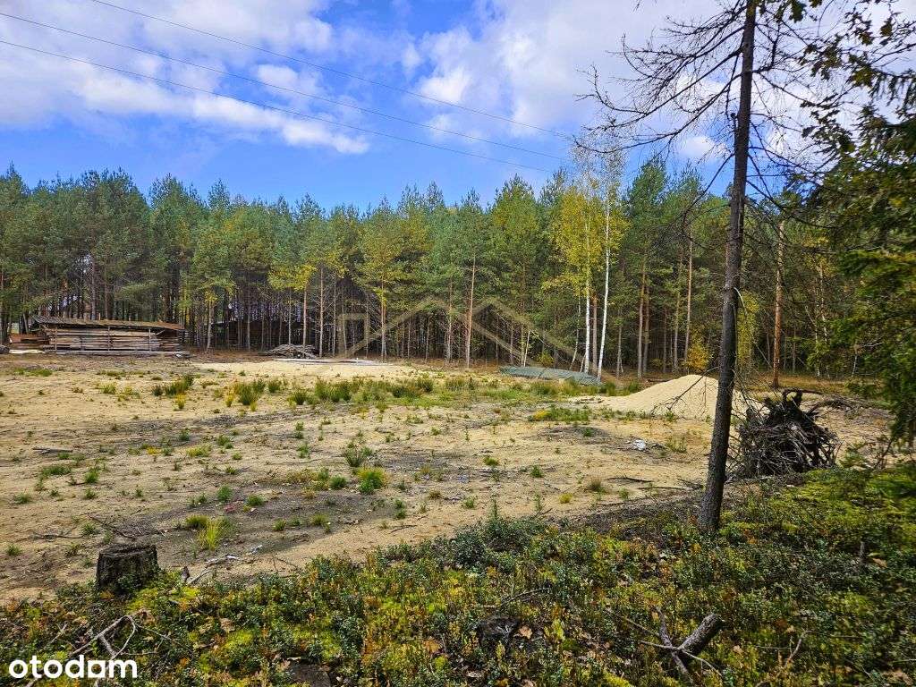 Działka w sercu Lasów Janowskich – Osówek Kolonia - Pełny obrazek: 5/13