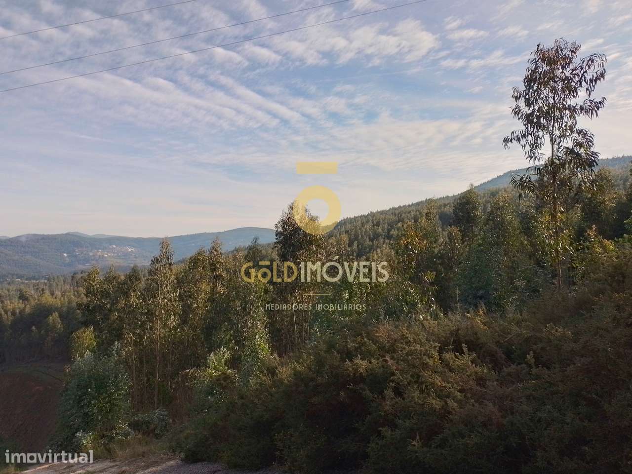 Terreno Florestal - Grande imagem: 4/5