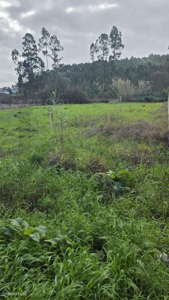 Lote de Terreno para Construção em Murta – Oliveira do Bairro - Grande imagem: 5/9