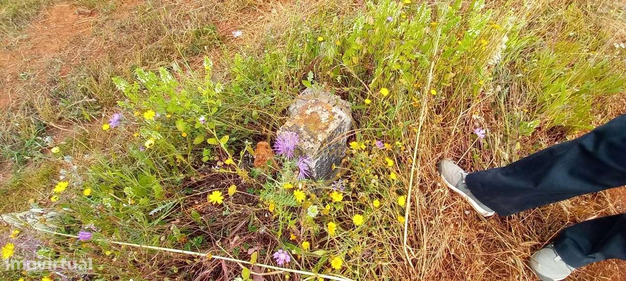 Terreno Rústico com Alfarrobeiras e Amendoeiras - 4860 m² de Natureza - Grande imagem: 2/8