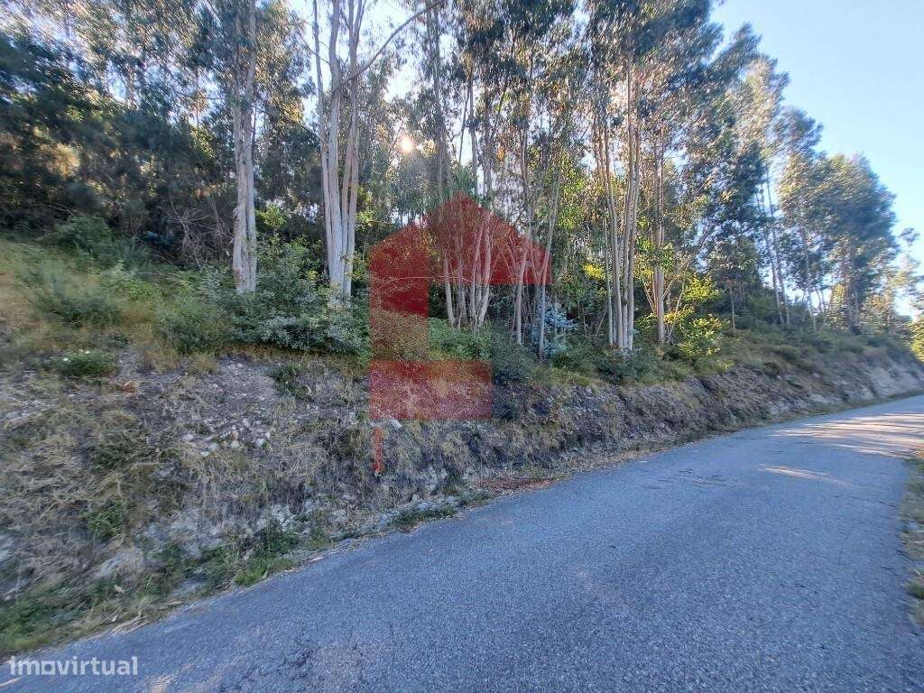 Terreno florestal, Duas Igrejas - Grande imagem: 4/9