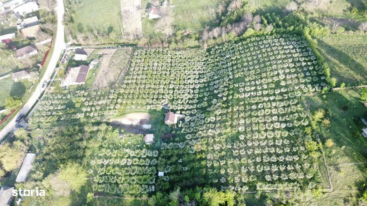 Hala - Spatiu Comercial - Livada , Sat Ciuturesti - Com. Secuieni-12