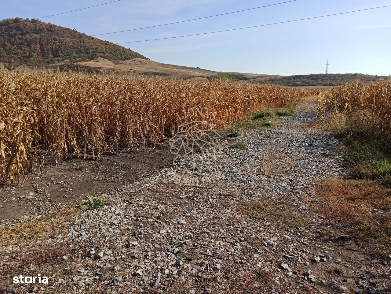 Teren 4606 mp-ideal investitie-Sarata - Imagine principală: 5/5