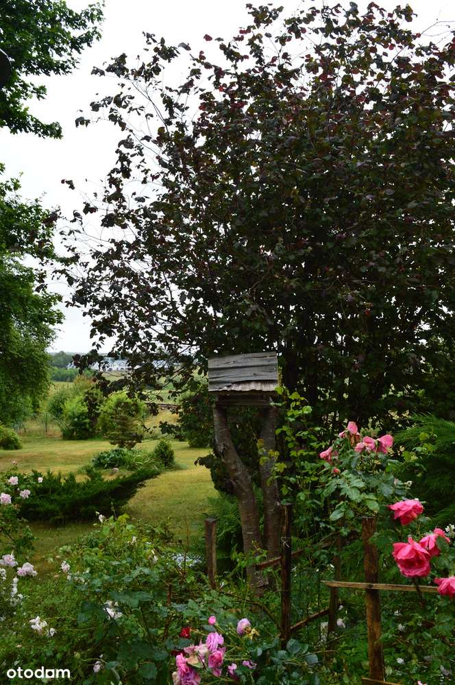 Dom – 5 km od Dobrego Miasta-1