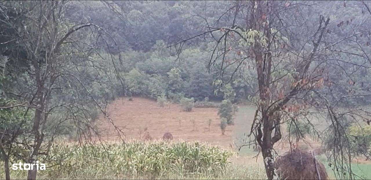 Vand teren intravilan foarte mare Loc. Buceava, Com. Gurahont 6700 m2. - Imagine principală: 1/9