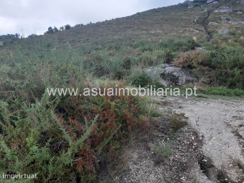 Bouças e Terrenos Agrícolas - Caldelas - Grande imagem: 5/43