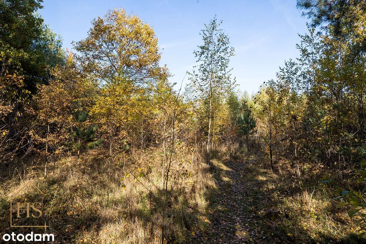Działka budowlana w otulinie drzew/Żabia Wola/ 35 min do Warszawy - Pełny obrazek: 4/20