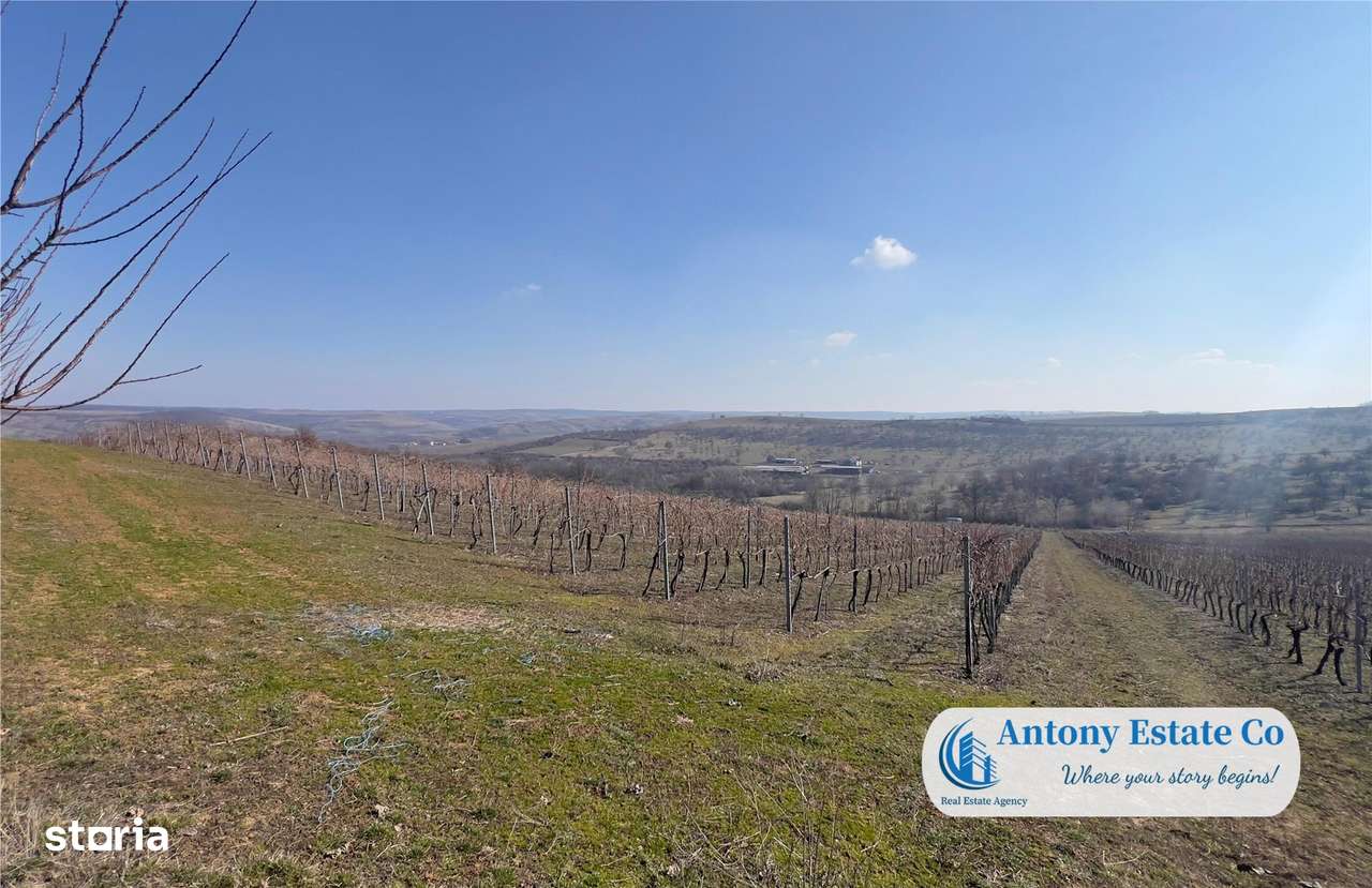 Oportunitate de investitie, Ferma Padurea Galbena  - Cehal, Marghita - Imagine principală: 4/14