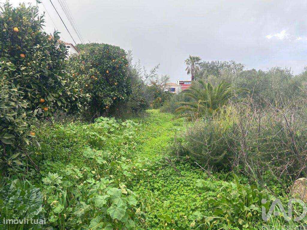 Terreno Agrícola em Alcantarilha e Pêra - Grande imagem: 4/8