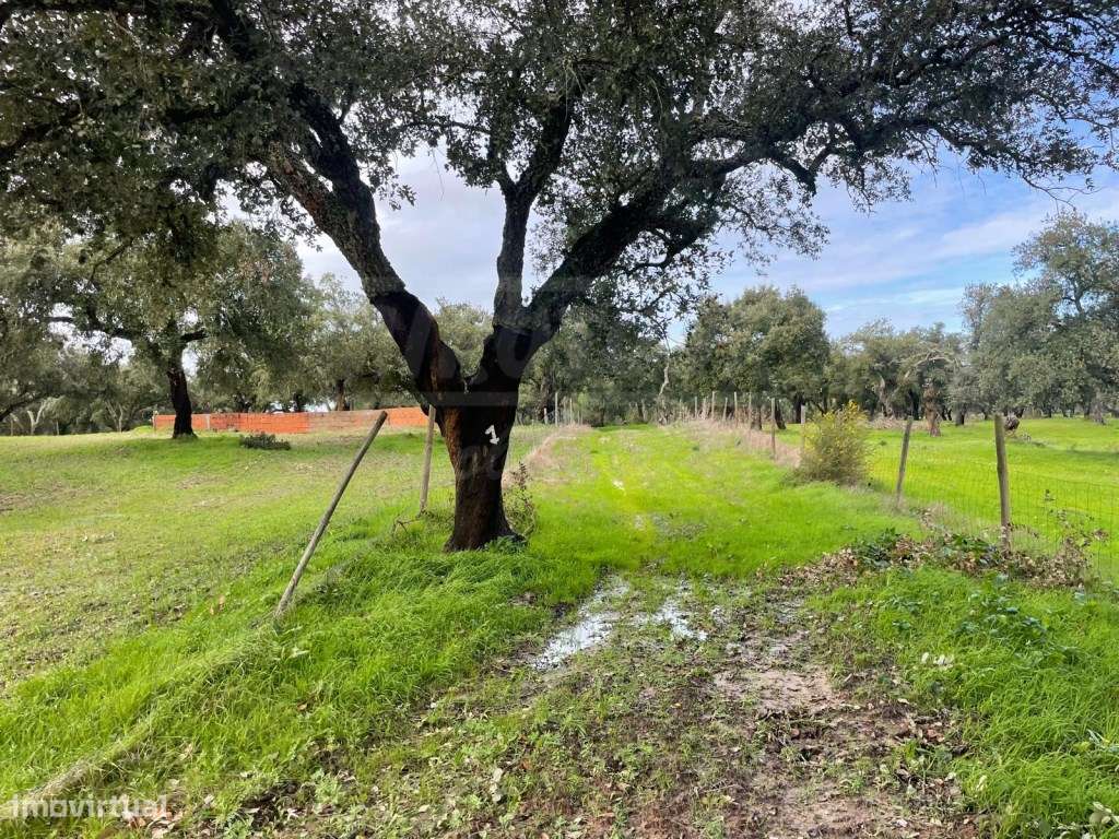 Propriedade Rústica com 11 Hectares junto a Canhestros-13