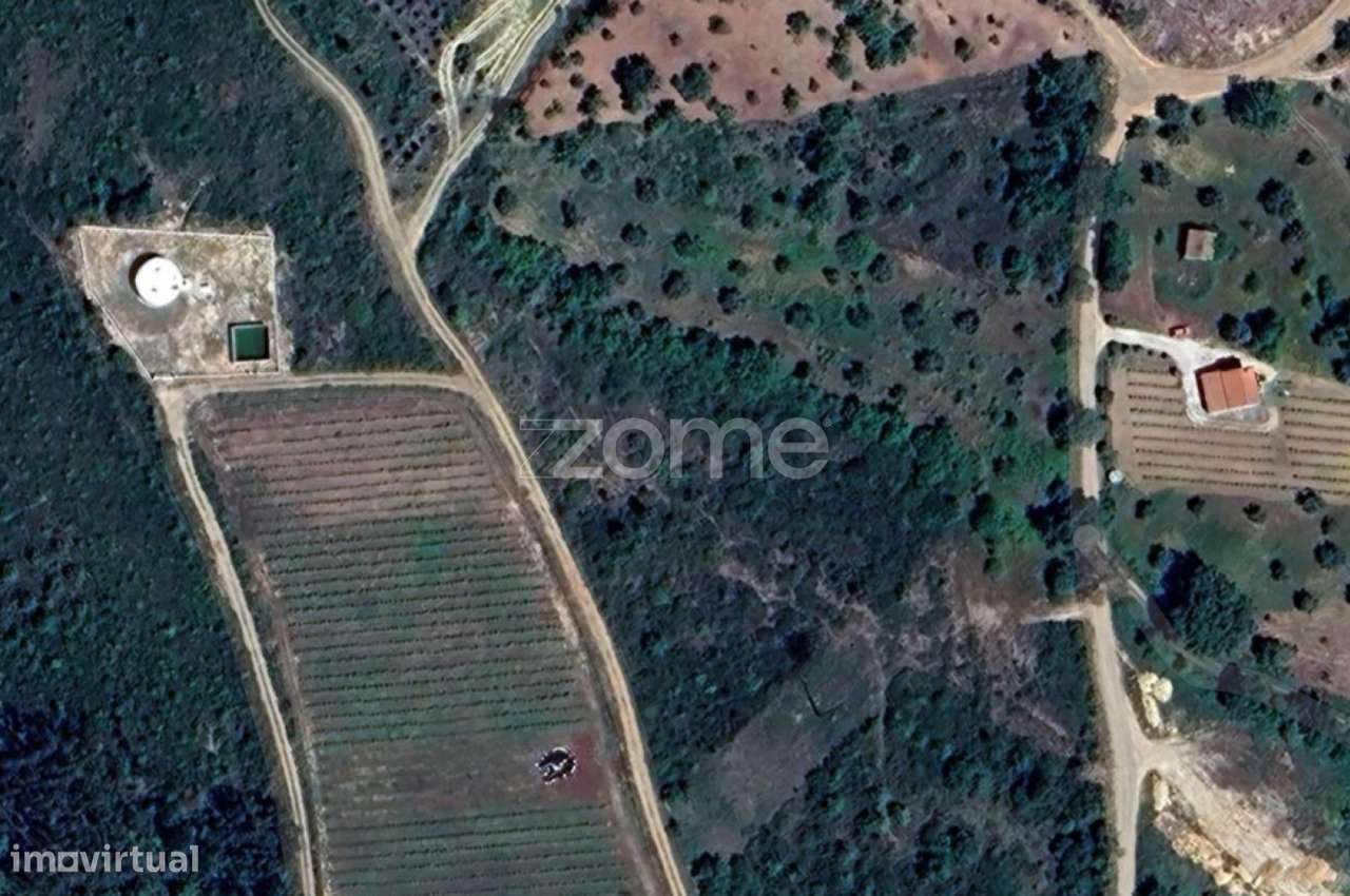 Pinhal - Grande imagem: 2/7