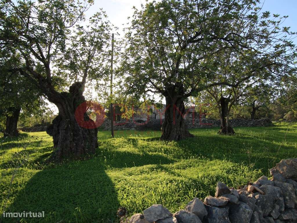 Terreno Urbano com Potencial de Construção em S. Brás de Alportel - Grande imagem: 4/5